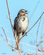 SongSparrow-806.jpg