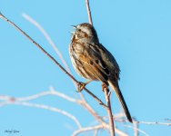 SongSparrow-807.jpg