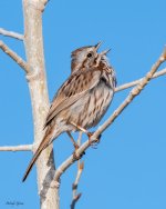 SongSparrow-808.jpg