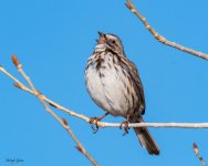 SongSparrow-809.jpg