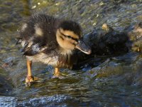 Duckling2.jpg