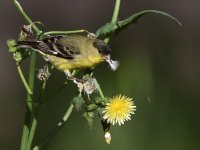 Goldfinch.jpg