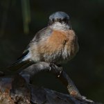 Bluebird9.jpg