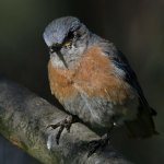 Bluebird15.jpg