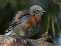 Bluebird21.jpg