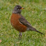 Robin8.jpg