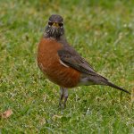 Robin7.jpg