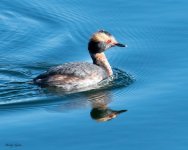 HornedGrebe-816.jpg