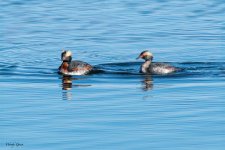 HornedGrebe-818.jpg