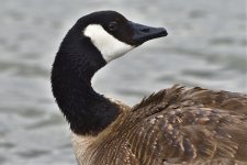 _ROY6565_00001.jpg
