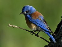 Bluebird.jpg