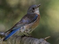 Bluebird6.jpg