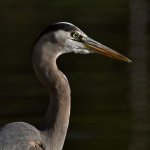 BlueHeron3.jpg