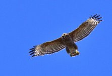 _ROY6790_00001.jpg