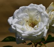 _ROY6823_00001.jpg