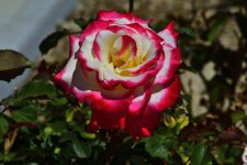 _ROY6827_00001.jpg