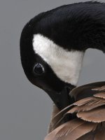 Goose.jpg
