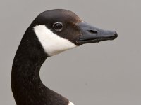 Goose2.jpg