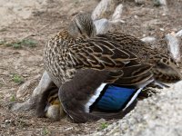 Mallard.jpg