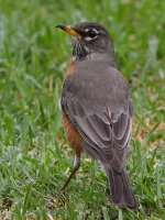 Robin.jpg
