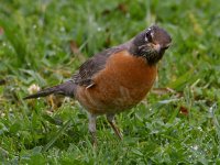 Robin4.jpg