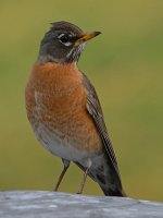 Robin9.jpg