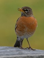 Robin10.jpg