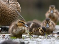 Duckling2.jpg