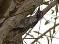 Woodpecker2.jpg