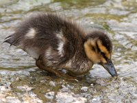 Duckling2.jpg