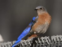 Bluebird.jpg