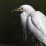 Egret8.jpg