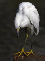 Egret14.jpg