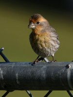Goldfinch.jpg