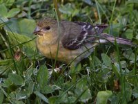 Goldfinch3.jpg