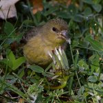 Goldfinch5.jpg