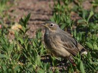 Pipit4.jpg