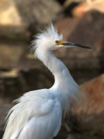 Egret5.jpg