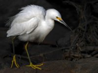Egret13.jpg
