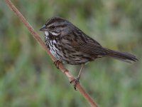 Sparrow3.jpg
