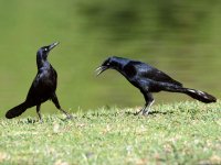 Grackle2.jpg