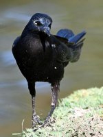 Grackle4.jpg