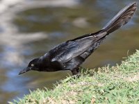 Grackle5.jpg