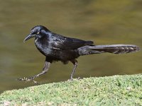 Grackle7.jpg