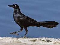 Grackle14.jpg