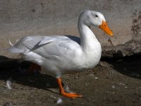 Goose3.jpg