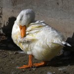 Goose2.jpg