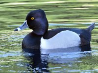 RNDuck.jpg
