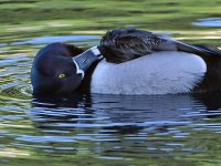 RNDuck2.jpg