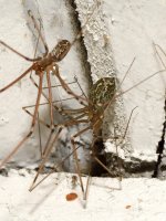 Spider2.jpg